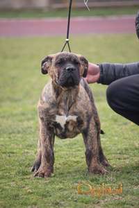 Presa Canario prelepi štenci