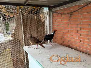 Prodajem par sedlastih tajvanskih fazana