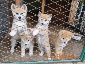 Japanska Akita (Akita Inu) stenci