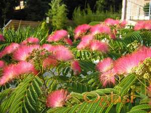 Albicija Julibrissin (Medonosno drvo)