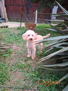 Mini maltipu svetlo aprikot