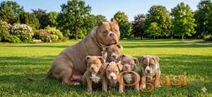 American bully pocket lilac stene Imaju abkc registraciona papir 5 zenka