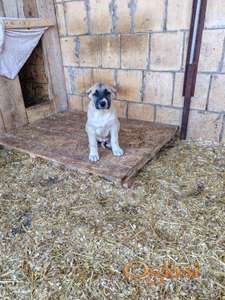 Turski kangal,prvobirano žensko štene