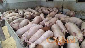 SVINJE I SVINJSKE POLUTKE