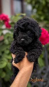Toy Poodle Black zenka