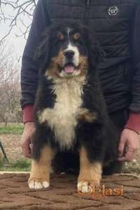 Ženka bernskog planinskog psa