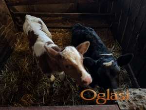 Prodajem dva muska teleta
