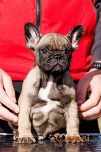 Francuski buldog stenad