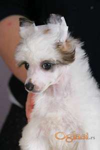 Kineski ćubasti pas štenci