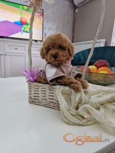 Toy pudle maleni mečići spremni za preuzimanje