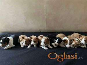 Basenji (Basendži) štenci crveno-beli i trobojni