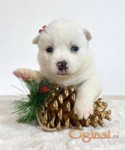 Pomsky-pomski (pomeranac + haski)
