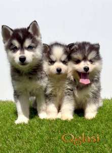 Pomsky-pomski (pomeranac + haski)