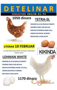 Mlade koke nosilje Tetra-SL i Lohman white!