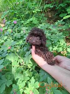 Toy pudla čoko braon ženka