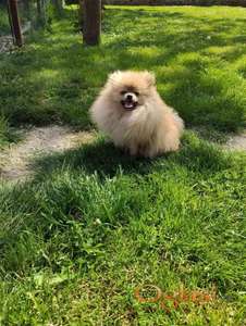Pomeranski spic