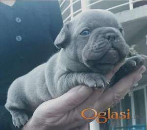 Francuski buldog plavi i klasik stenci