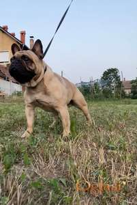 Francuski buldog - mužjak parenje