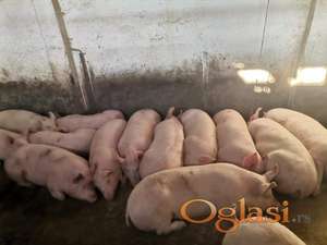 Prodajemo svinje