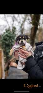 udomljavaju se dve preslatke ženkice od dva meseca