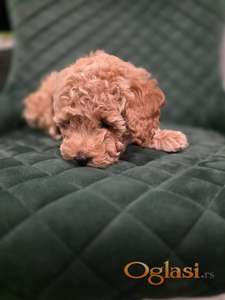 Patuljaste Pudle na prodaju