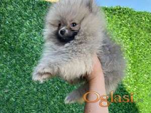 pomeranac