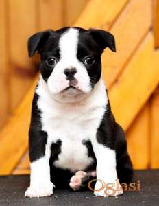 Boston terrier stenad
