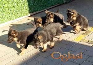 Nemacki ovcar stenad