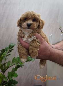 Maltipoo stenci spremni su za preuzimanje