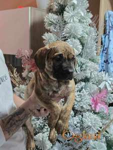 Na prodaju stenci prese kanario, vrhunskog porekla