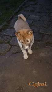 Štenci Zapadno Sibirske Lajke