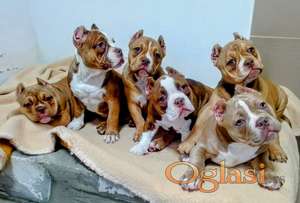 American bully exotic