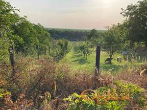 Vocnjak u vikend naselju, Besenovo-Mutalj