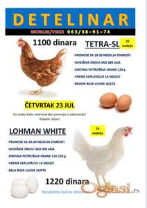 Prodaja nosilja – hibridi TETRA-SL i LOHMAN WHITE (starost 16 nedelja)