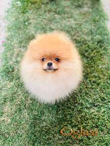 Pomeranac musko stene