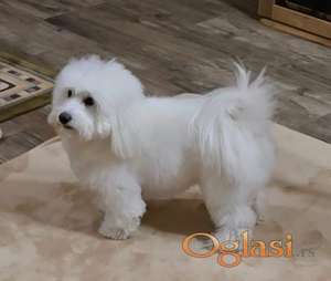 Coton de Tulear