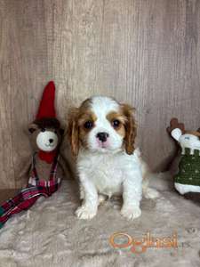 Kavalirski španijel kralja Čarlsa - štenci