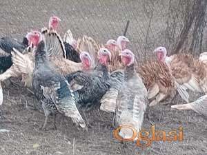 Kalifornijske ćurke i ćurani iz domaćeg uzgoja!