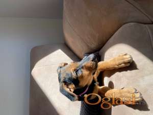 Mama i ćerka traže dom🐾🩷