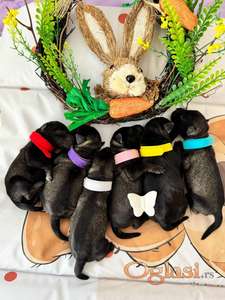 Patuljasti Snaucer prelepi stenci