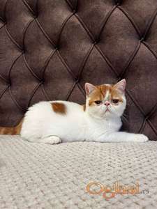Egzotični kratkodlaki mačići (Exotic Shorthair)