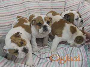 Engleski buldog, vrhunsko leglo