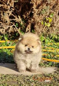 Pomeranac boo