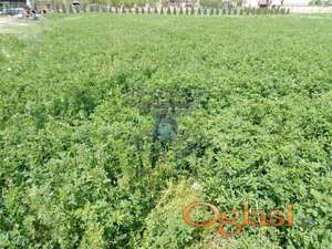 Odličan plac u Futogu