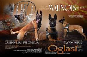 Belgijski ovcar Malinoa