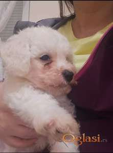 Kovrdžavi bišon (Bichon frise), štenci