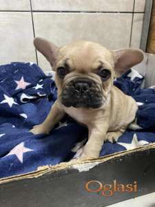 Francuski buldog štene