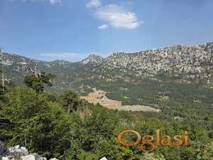 Imanje, bukova šuma, 600 ha