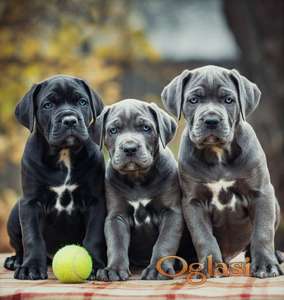 Cane Corso Kane Korso TOP KVALITET