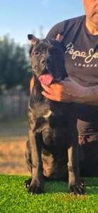 Cane Corso žensko štene